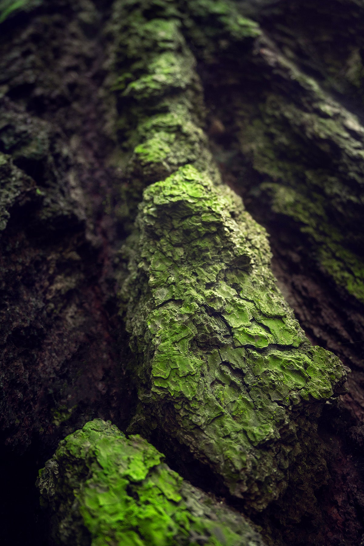 EARTH